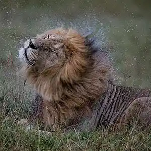 Picture for song 'African Rain Beat' by artist 'Ronnie Boiii'