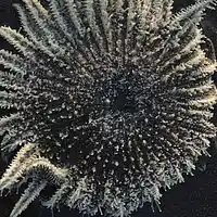 Picture for song '"Redemption" by Pamela Illanes-Tatsuoka' by artist 'Pamela Illanes-Tatsuoka'