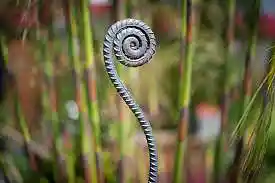 Picture for song 'ferns' by artist 'skeeter'