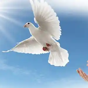 Picture for song 'when you flew away P Trigger produced by don p' by artist 'Demolishtion'