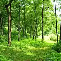 Picture for song 'The Green Forest in The Summer Morning' by artist 'Klaatu (CT)'