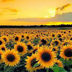 Picture for song 'Sunflower (Internet Money Type Beat)' by artist 'SoupBeats'
