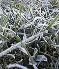 Picture for song 'FROST' by artist 'THE ADAMS APPLE'