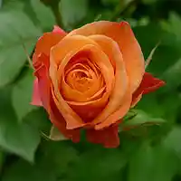 Picture for song 'Runaway.mp3' by artist 'Plaza7'