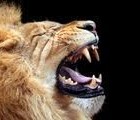 Picture for song '(strong) Like a Lion' by artist 'DY Productions'