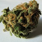 Picture for song 'Magic Budz (BUY 1 GET 1 FREE)' by artist 'FrameBeats'