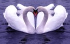 Picture for song 'SWANS- (FEAT-TAYLOR NUT)-THIRD SON' by artist 'jolee'