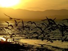 Picture for song 'Seagulls at Sunset' by artist 'Klaatu (CT)'