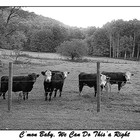 Picture for song 'Freckled A Moo's Face' by artist 'Leemonster'