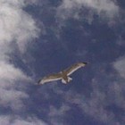 Picture for song ''Lost For Words'' by artist 'Nadia Cripps'