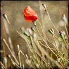 Picture for song 'Tempus fugit' by artist 'Nahum'