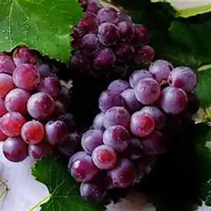 Picture for song 'grapejuice' by artist 'Ozostomia2'