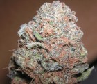 Picture for song '*New* Kush Pack Strong (Free Download)' by artist 'StunnaOnDaTrack'