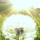 Picture for song ''Dandelion Clock'' by artist 'Tim Green'