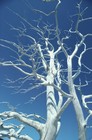 Picture for song 'This Simplicity' by artist 'Trina Brunk'