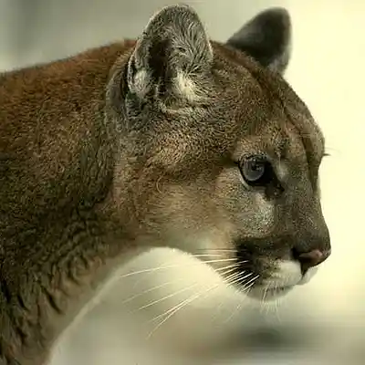 Picture for song 'Cougars & Cub Scouts (Polly Hager)' by artist 'Wrabek's Works in Progress'