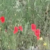 Picture for song 'Grassland' by artist 'Michele Lagioia'