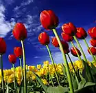 Picture for song 'Tulip' by artist 'Maybe 2nd Floor'