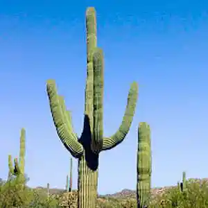 Picture for song 'Viva Mexico !' by artist 'Christian Faivre'