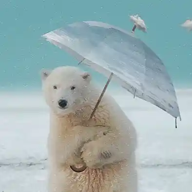 Picture for song 'WeatherMan Mantra RmX' by artist 'By Polar Bare TM'