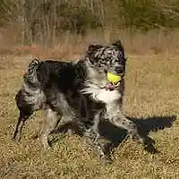 Picture for song 'Predictably running w toms' by artist 'Rayzorhead'