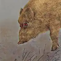 Picture for song 'Trueffelschweinpolka' by artist 'Effekto'