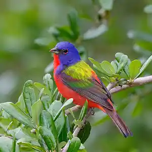 Picture for song '*NEW* Birds (Free Download!!!)' by artist 'E-Motion-L Productions'