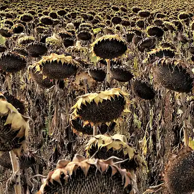 Picture for song 'SunnysideofBereavement' by artist 'KJ Riddle'