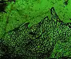 Picture for song 'Fragility (Supposed) w/Lisa Nelson & Titi Attil' by artist 'States Of The Mind'