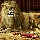 Picture for song 'Feed the Beast.mp3' by artist 'Tracing Shadows'