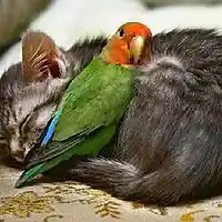 Picture for song 'When All the Animals Lie Down' by artist 'Adrian Y Gof'