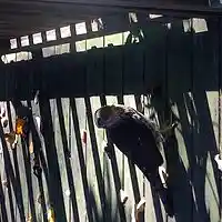 Picture for song 'TRIPPING BARBER' by artist 'FRANK JOSEPH ROKOB'