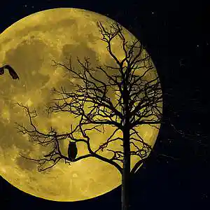 Picture for song 'NightcrawlerX$' by artist 'Jeno Beats'