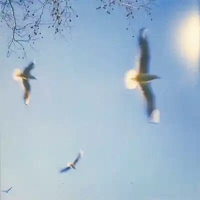 Picture for song 'BIRDS' by artist 'MRVX'