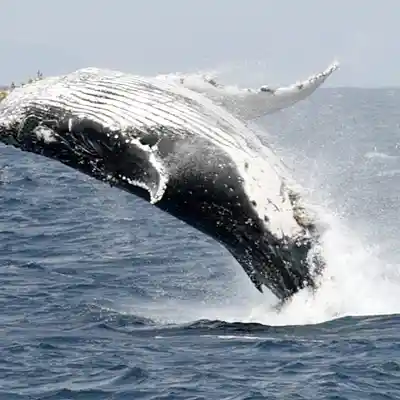 Picture for song 'Blue Whale 1st edit' by artist 's9undV1ZNZ K 0 D 3 7'