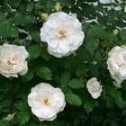 Picture for song 'White Roses' by artist 'CB PASSIONSOUL'