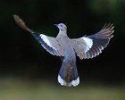 Picture for song 'White Wings' by artist 'Digihome'