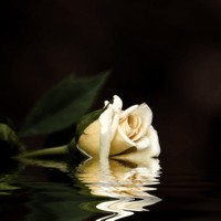 Picture for song 'WHILE LONGER - mofohari + jamillions ' by artist 'MofoHari'