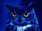 Picture for song 'No Sleep (Im The Night Owl) Prod. Emperor Fresco' by artist 'Emperor Fresco'