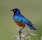 Picture for song 'The Blues' by artist 'FranklinEMorris'