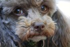 Picture for song 'A Day in the Life of a Dog' by artist 'GypsyHook'