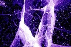 Picture for song 'Ice Ice & BeBop (808 Mafia) Collab' by artist 'Ice Ice'