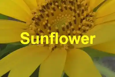 Song picture of 'Sunflower'