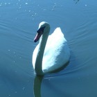 Picture for song 'Gabriel's Blessing' by artist 'Layton Peck'