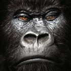 Picture for song '*NEW* - Beast Mode - FREE DL!' by artist 'Manny SS'