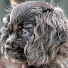 Picture for song 'Blue D/Spaniel' by artist 'Michael Gargano'