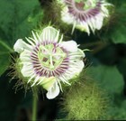 Picture for song 'ds record prod.mp3' by artist 'noj le vrai'