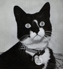 Picture for song 'Able Seacat Simon (guitar/vocal)' by artist 'Papagato'