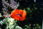 Picture for song 'SieundEr Paper Flowers' by artist 'SieundEr'