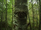 Picture for song 'The Trees Have Eyes' by artist 'The Better Tomorrow'
